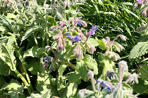 borage and bees